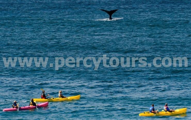 Kayaking with the Whales in Hermanus