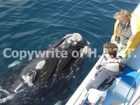 Whale watching with H.A.T.T., Hermanus
