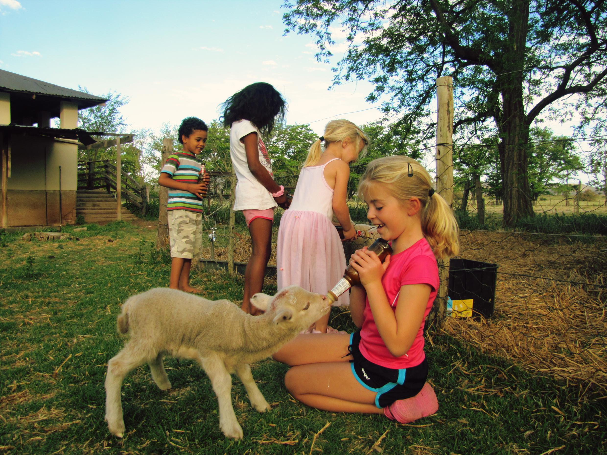 Children feeding the lambs