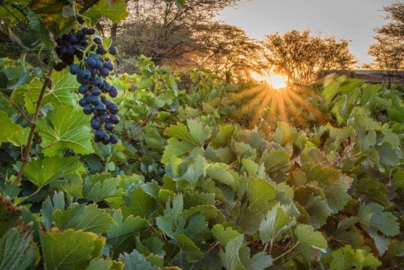 Neuras Wine and Wildlife Estate | Hammerstein Accommodation