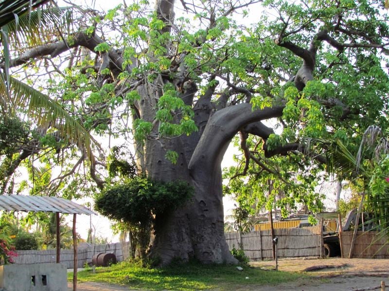 Baobab Beach | Secure Your Hotel, Self-Catering, or Bed and Breakfast ...