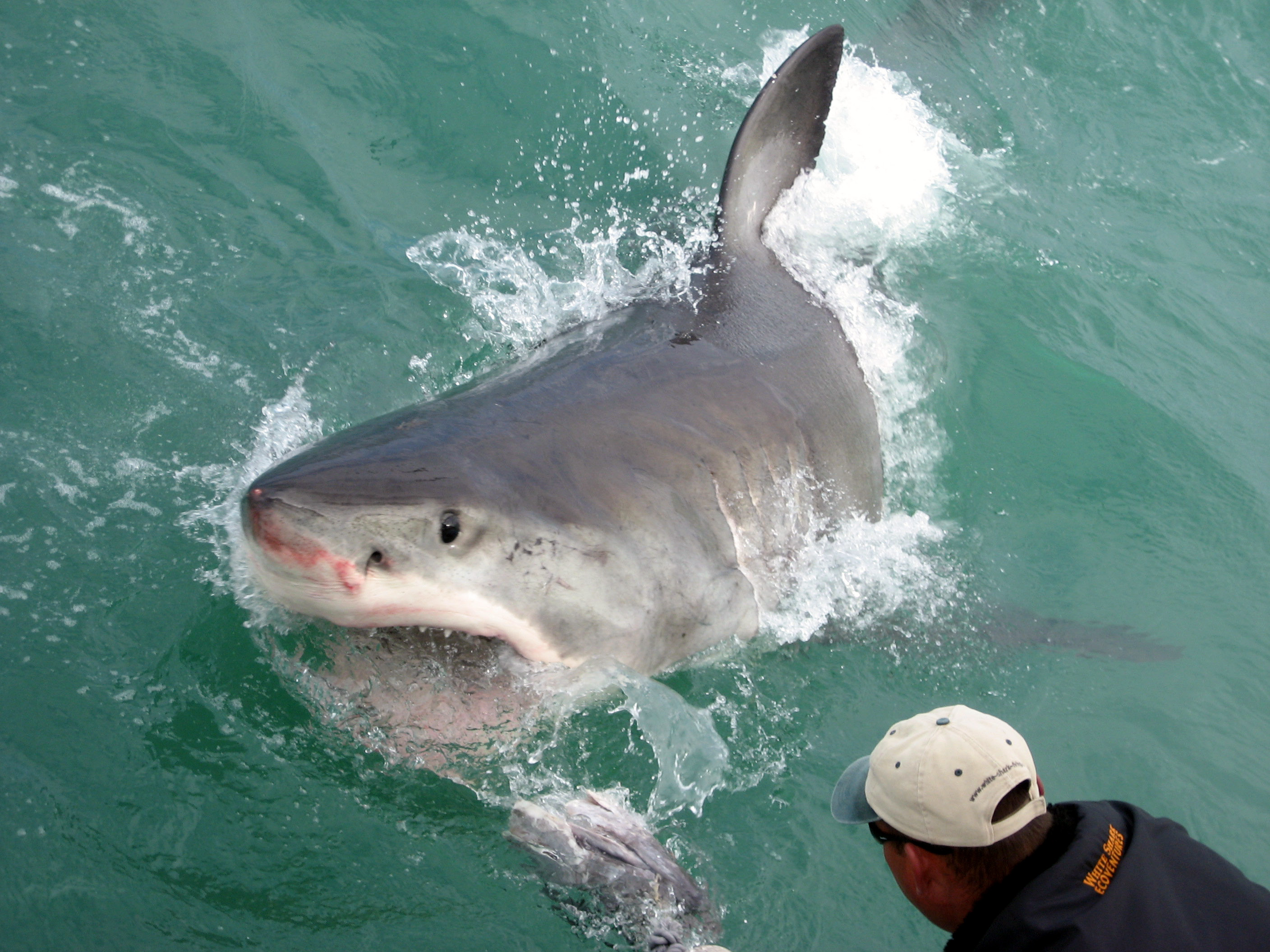 Видео акулы больше. Гансбай ЮАР акулы. Гансбай (Gansbaai), Южная Африка акулы. Большая белая акула.