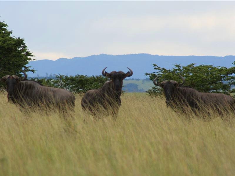 Kei Road Guest House