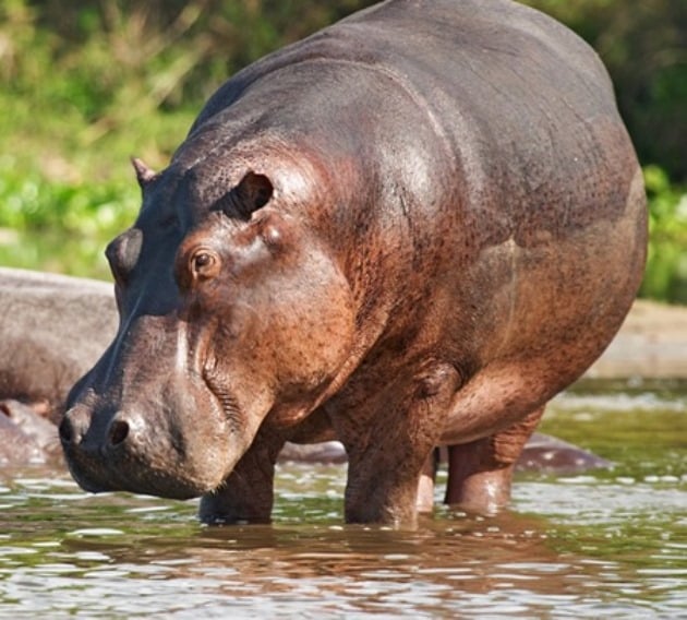 Loyk Tsavo Safari Camp | Budget Accommodation Deals and Offers Book Now!