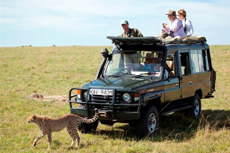 Cheetah on the game drive