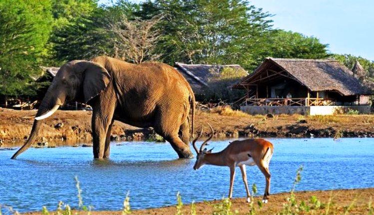 Tents overlooking the waterhole