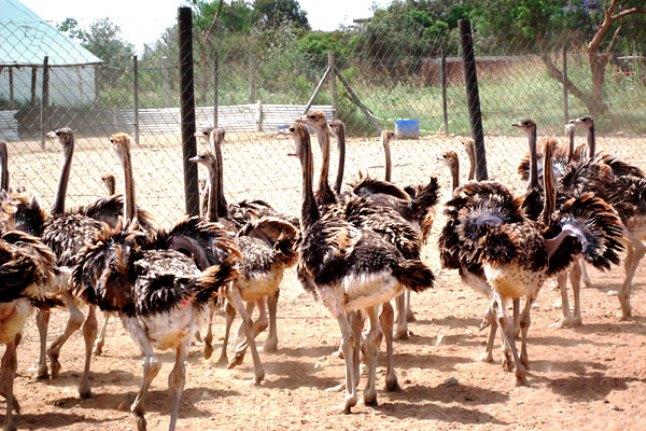 Maasai Ostrich Resort