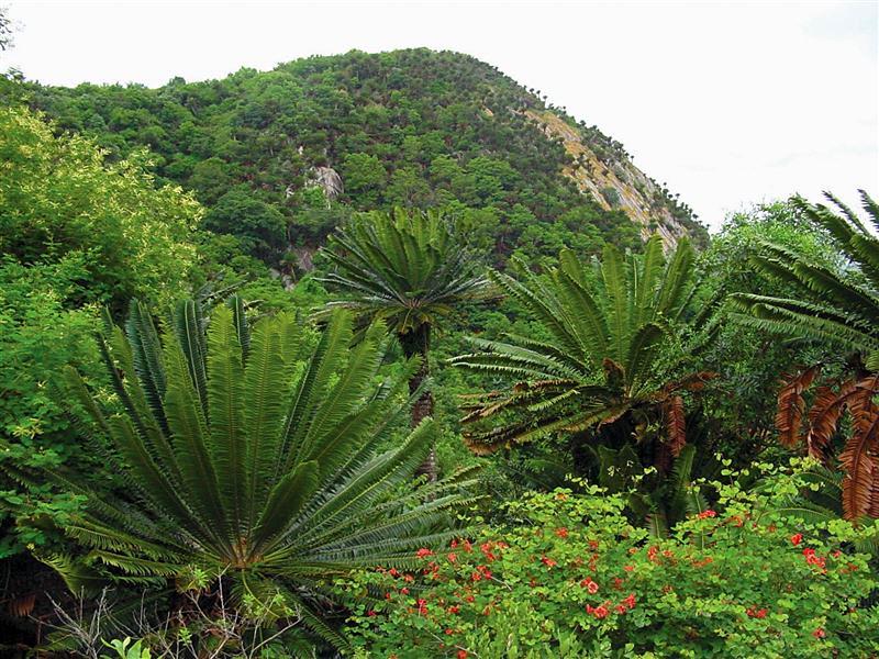 Modjadji Cycad Reserve Model.PageTitle