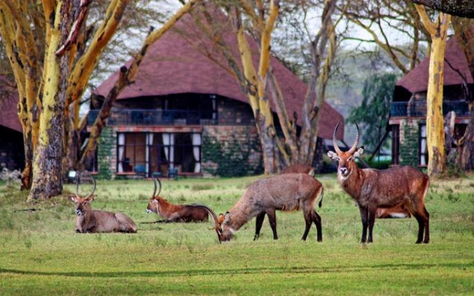 Lake Naivasha Sopa Resort | Accommodation Lake Naivasha