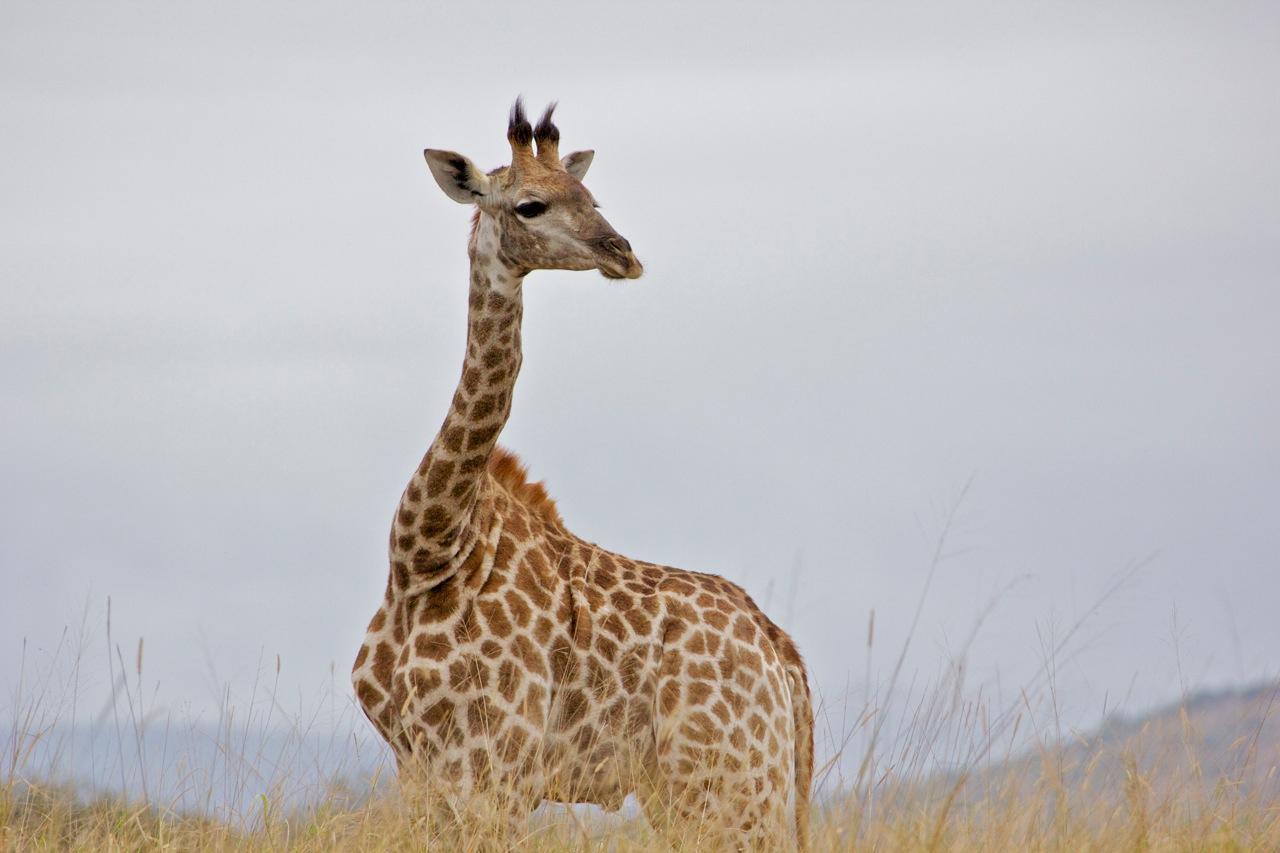 Manyoni Private Game Reserve Accommodation