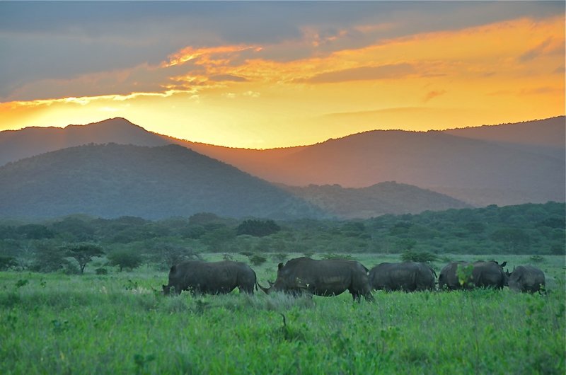 Zululand Rhino Reserve