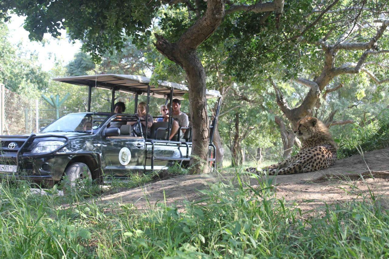 Hoedspruit Endangered Species | Accommodation Hoedspruit