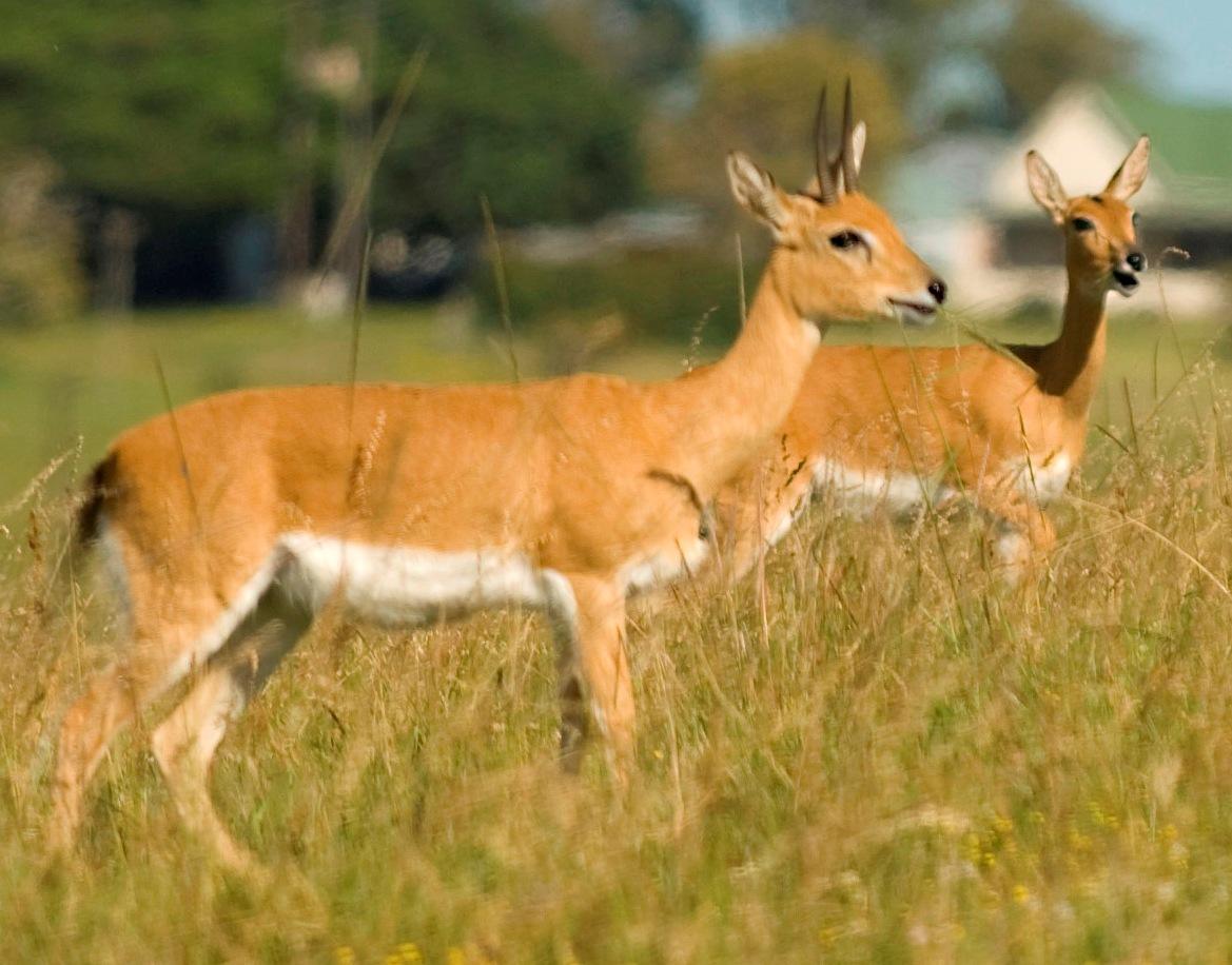 Oribi Haven | Port Alfred Accommodation