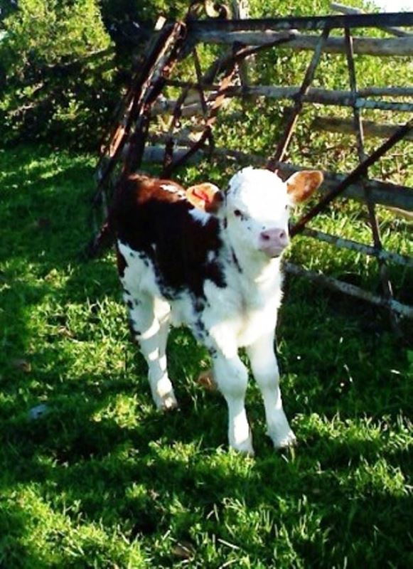 New baby calf © Kumie