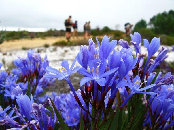 Fynbos