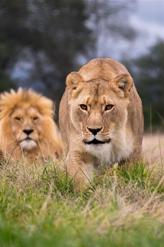 Plettenberg Bay Game Reserve Book Your Dream Self Catering Or Bed And
