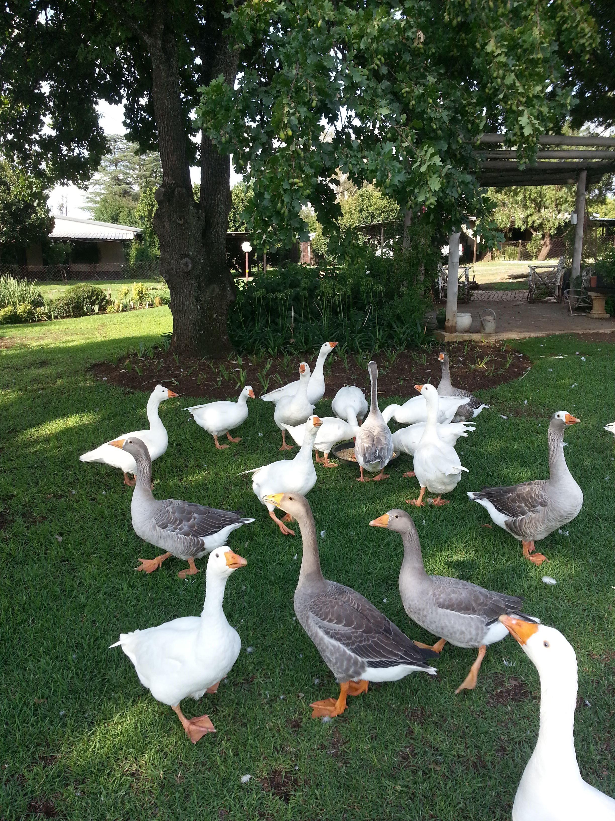 Stoneybrooke Farm | Self-catering Tierpoort