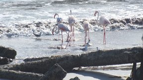 Flamingo's in the surf