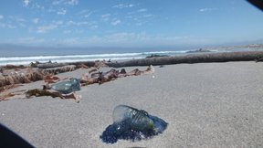 Blue bottle and kelp on the beach