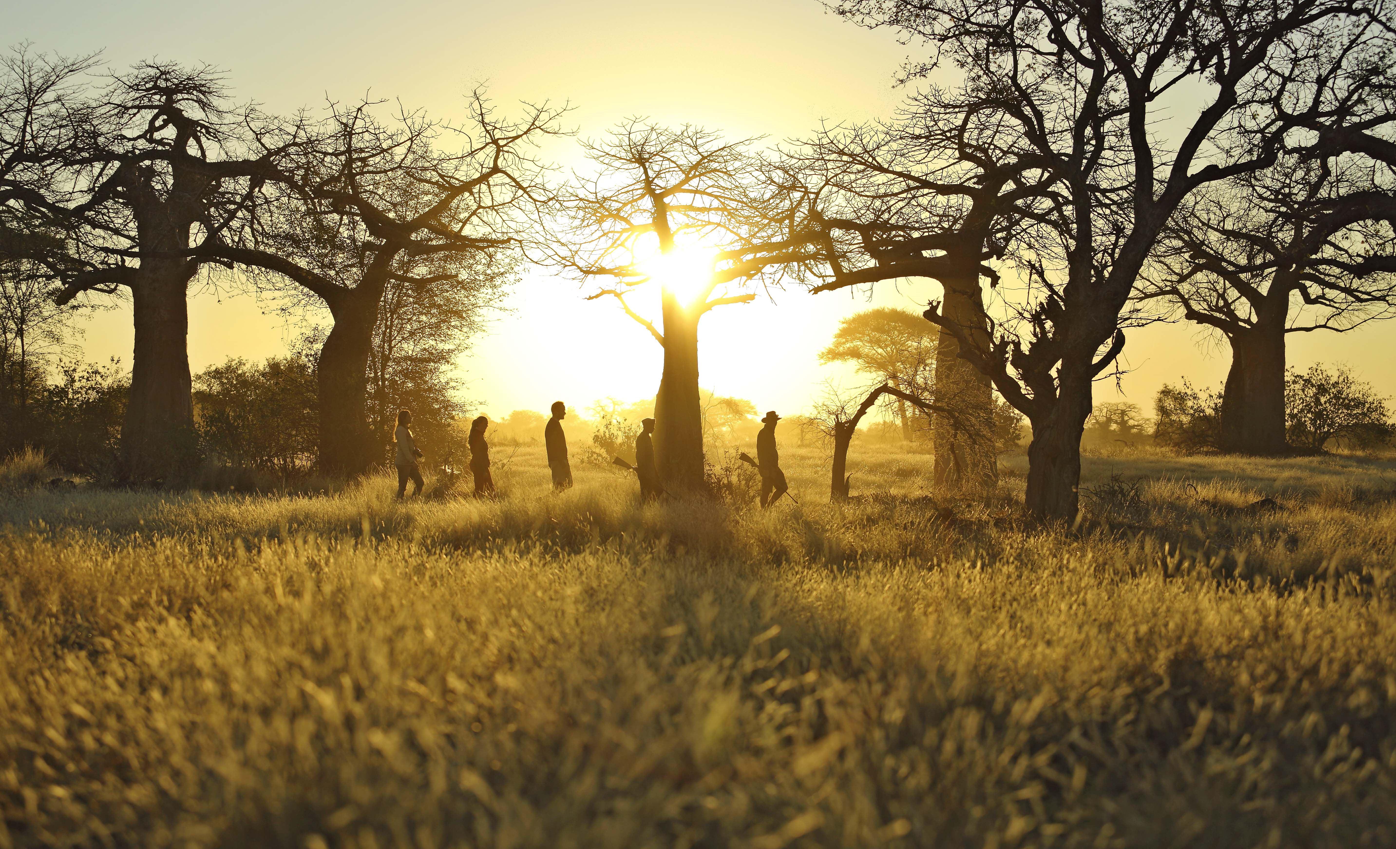 Kichaka Expeditions | Accommodation Ruaha National Park