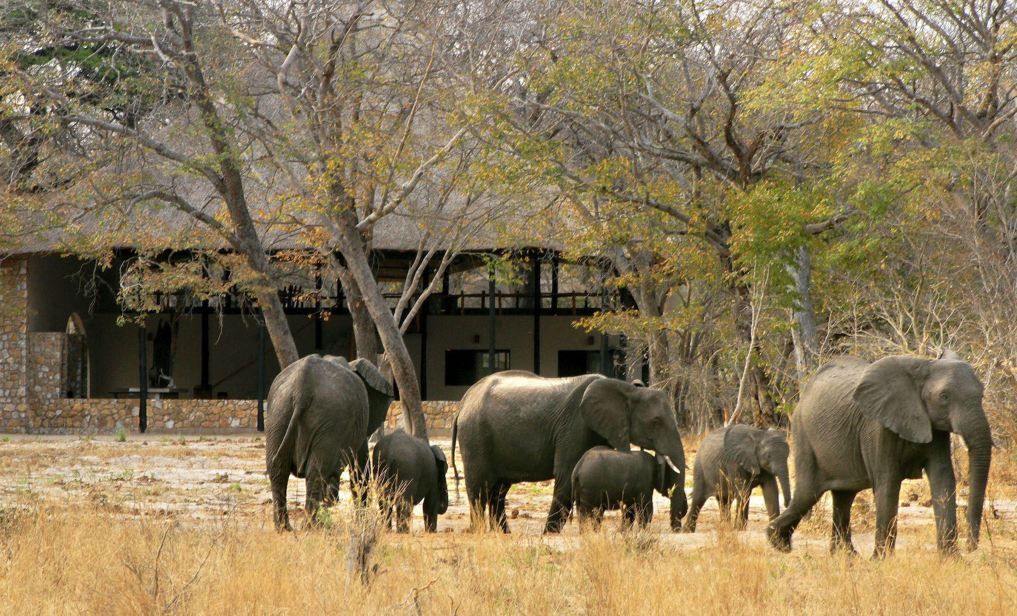 Gwango Elephant Lodge | Accommodation Hwange