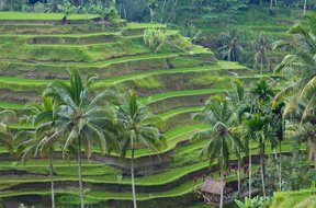 Tellagalang Rice Terraces