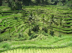 Tellagalang Rice Terraces