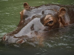 Hippo in Bali Safari & Marine Park
