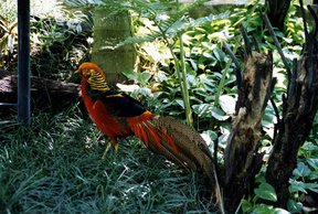 Bali Bird Park and Reptile Park