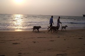 Beach walk with pets on Candolim