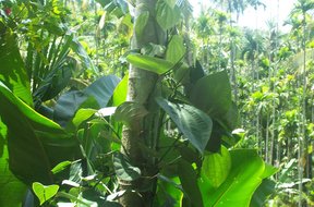 Pepper Corns - Tropical Spice Plantation