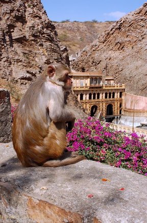 Galta Monkey Temple