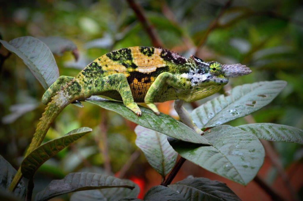 Amani Forest Camp (Emau Hill) | Accommodation Usambara Mountains