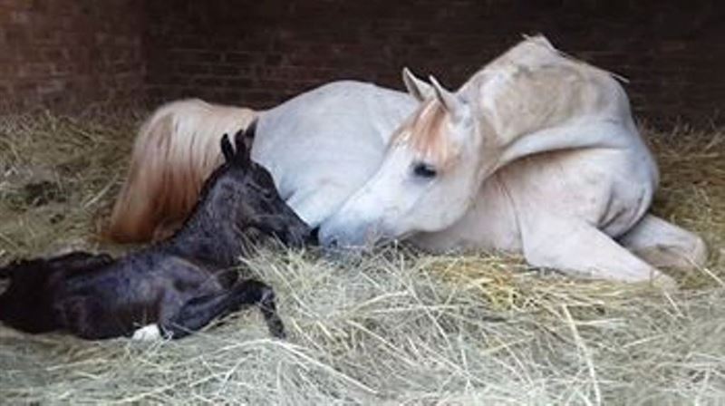 Countryside living in the heart of the city