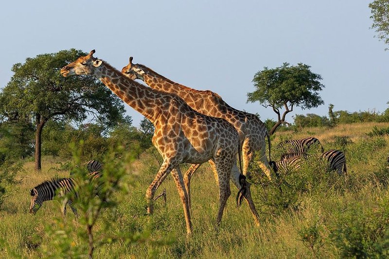 Satara Rest Camp Kruger National Park SANParks | Get the Best ...
