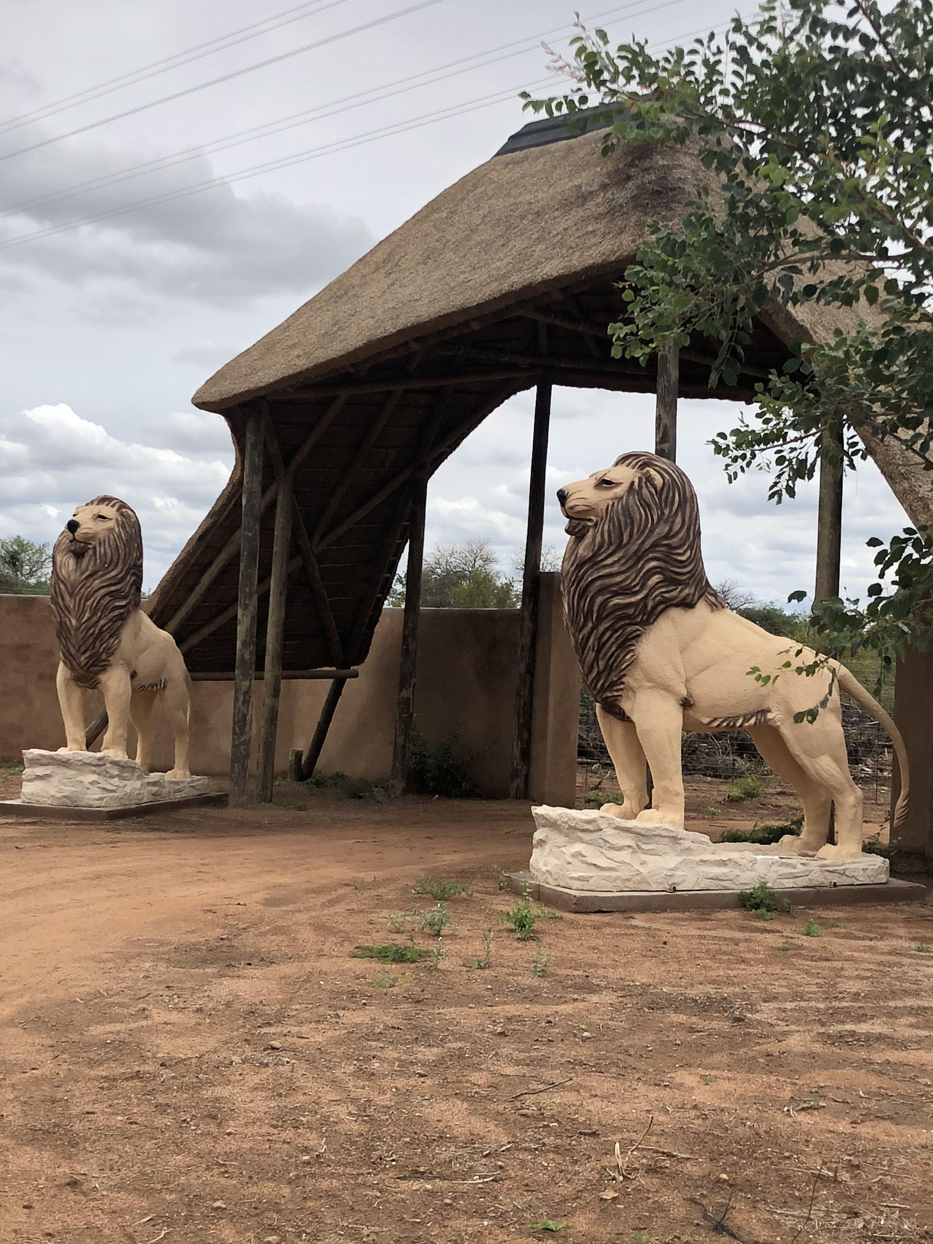 simba safari lodge photos