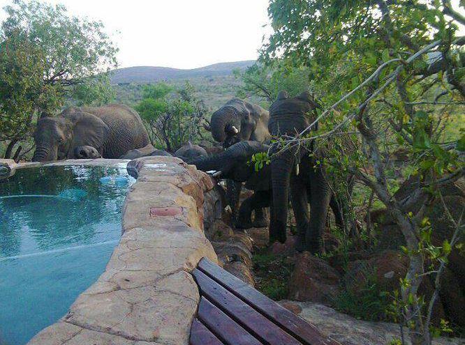 Elephants visiting the pool area