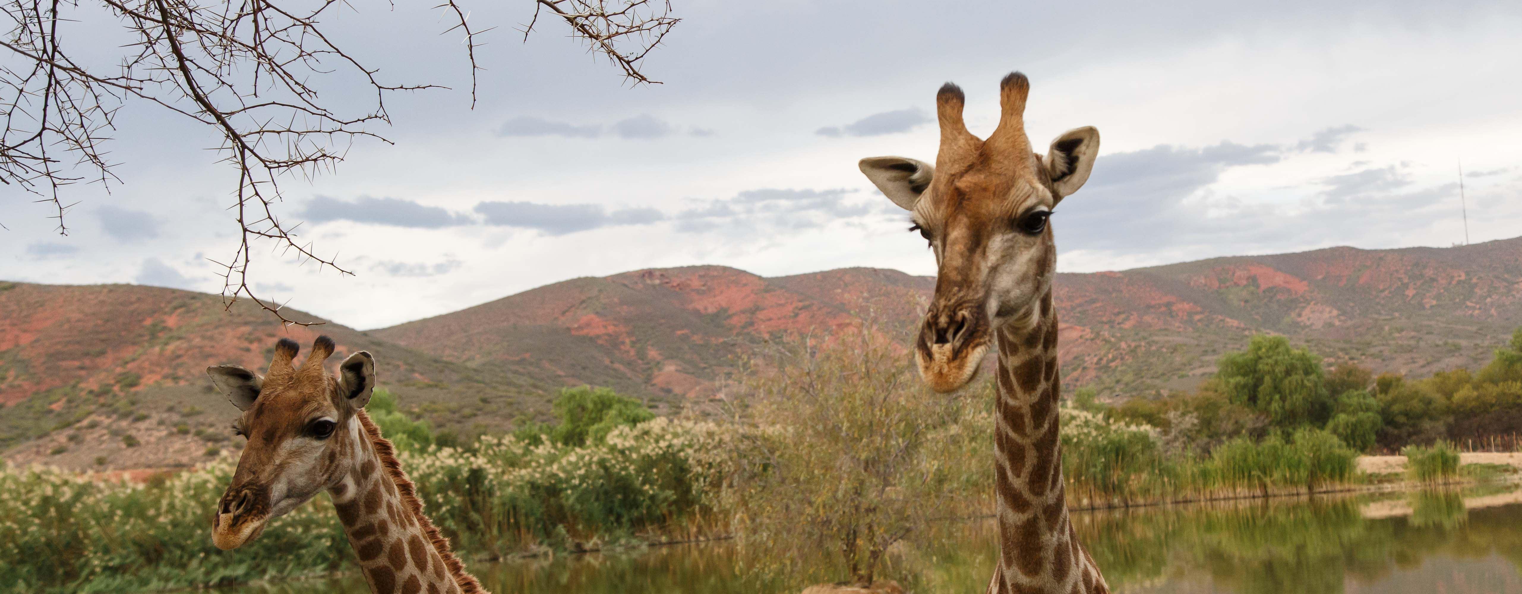 Chandelier Game Lodge & Ostrich Show Farm | Lodges Oudtshoorn