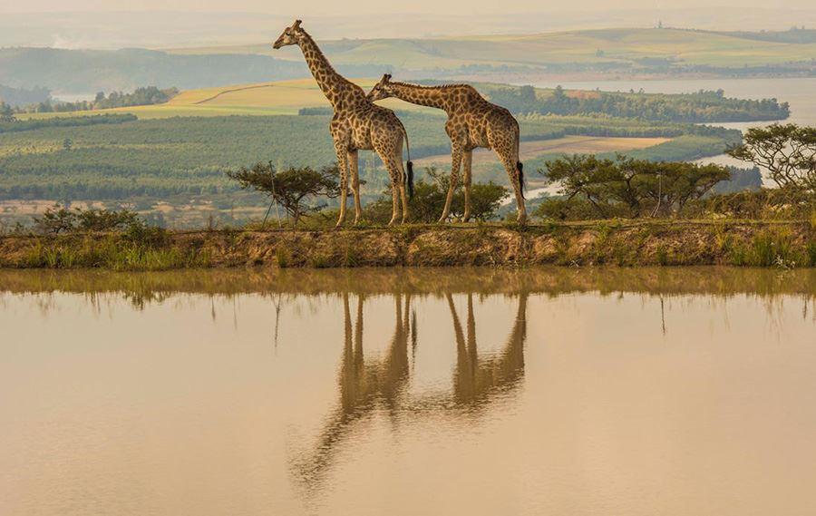 Ukuthula Lodge