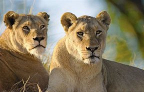 Kruger National Park Lions