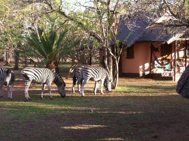 Ingulule Safari Camp | Accommodation Hoedspruit