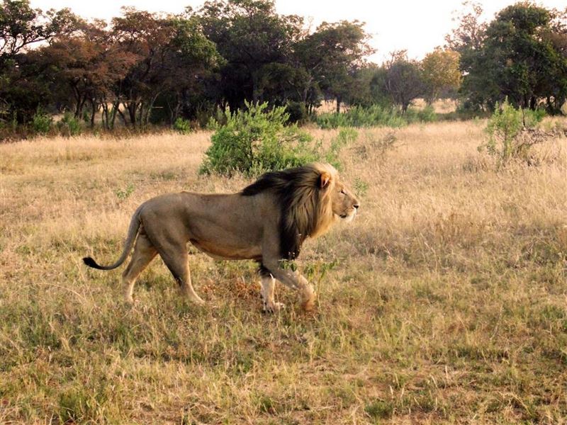 Wildlife