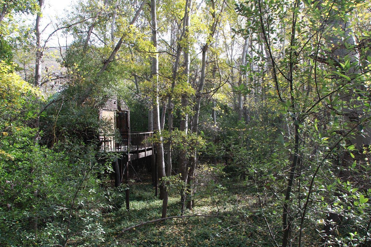 Tree Tops | Citrusdal Specials