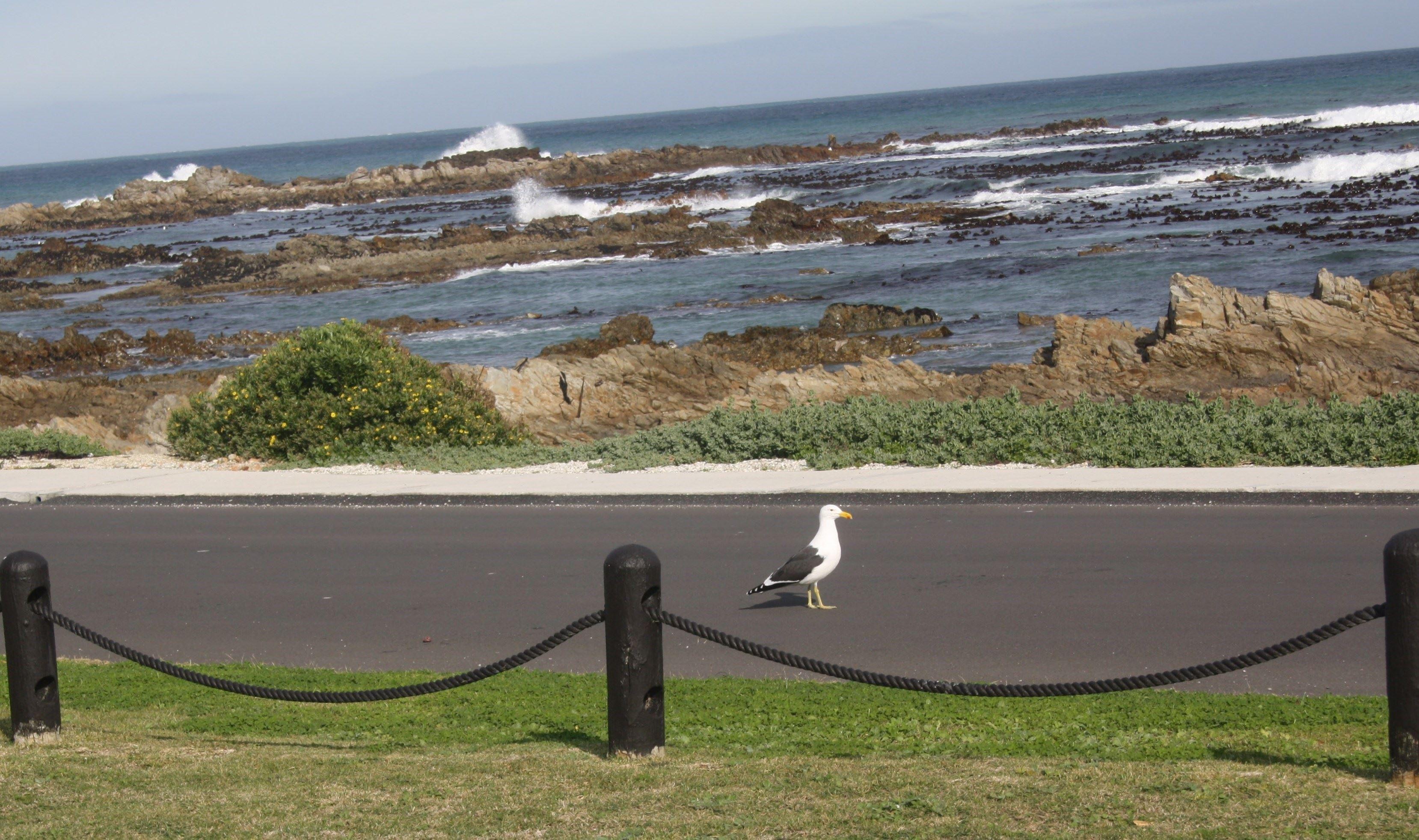 Kormorant Self-catering Apartment | Franskraal Accommodation