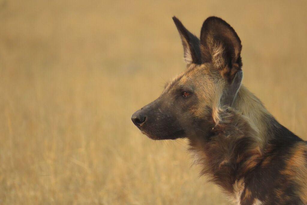 Safari Life Africa | Maun Accommodation
