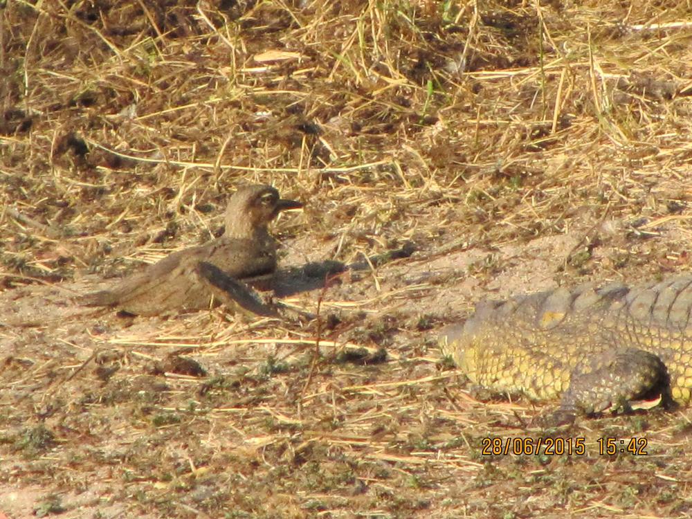 Crocodile Stalking Bird At Lake Panic, Kruger