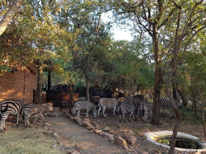 Swartwitpens 2694 Marloth Park 