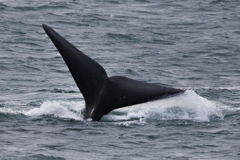 Welsh Whales | Secure Your Holiday, Self-Catering, or Bed and Breakfast ...