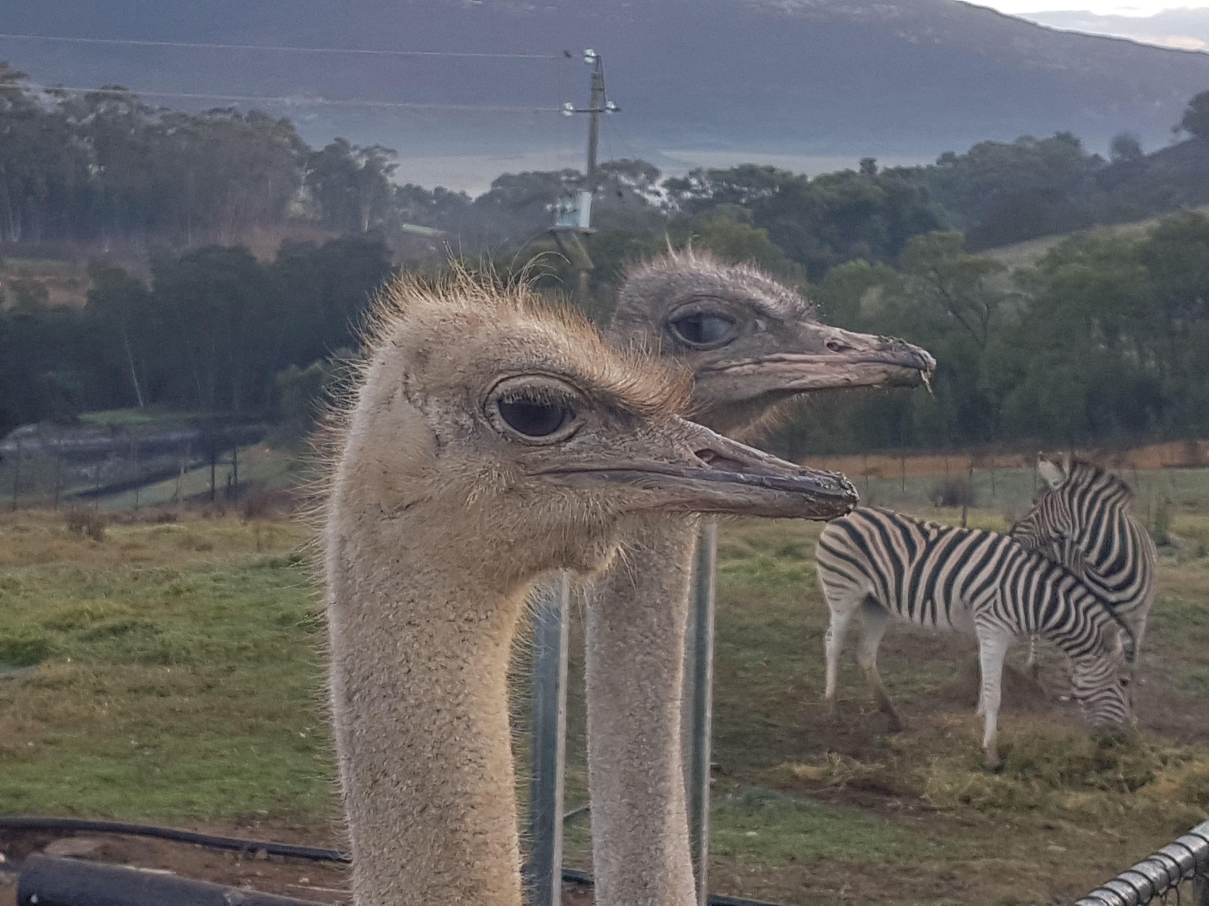 Lekkerdroom Farm | Caledon Accommodation
