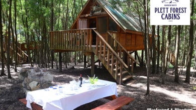 Plett Forest Cabins